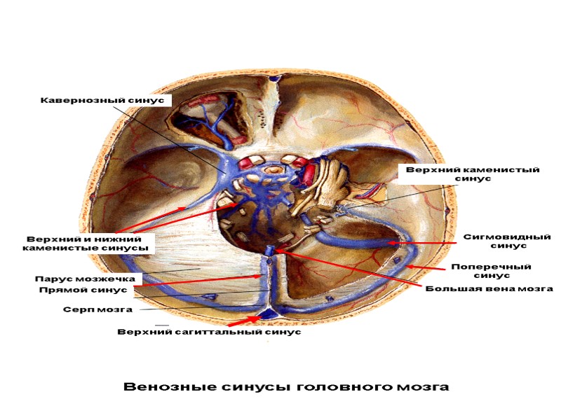 Венозные синусы головного мозга Кавернозный синус Верхний каменистый  синус Сигмовидный  синус Поперечный